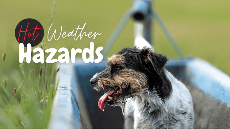Hot Weather Hazards for Pet Health Hot Weather Hazards for Pet Health